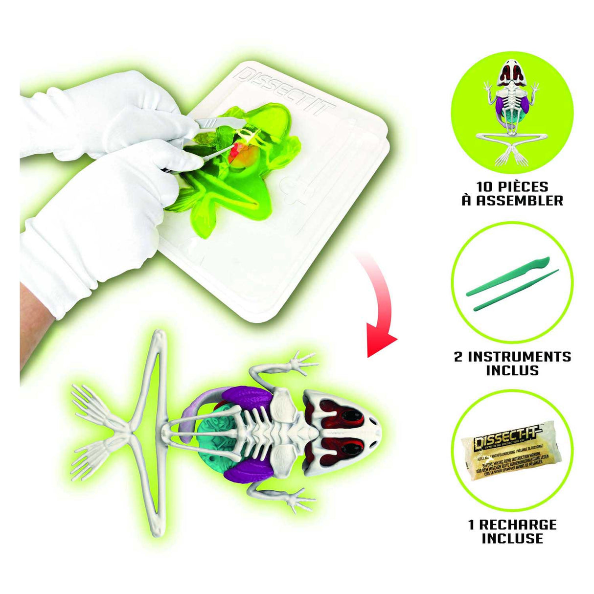 Slimy lab dissect-it – seziert einen Frosch