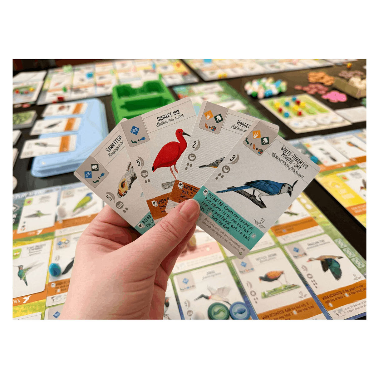 999games 999 games wingspan: midden- en zuid-amerika bordspel (uitbreiding, nederlands, 1 - 5 spelers, 40 - 70 minuten, vanaf 10 jaar)