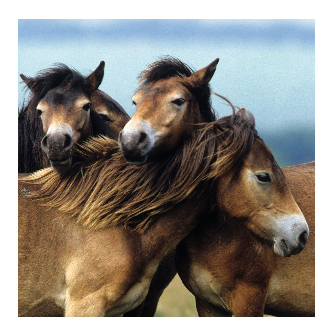 Ravensburger - Cute Ponies 3x49st.