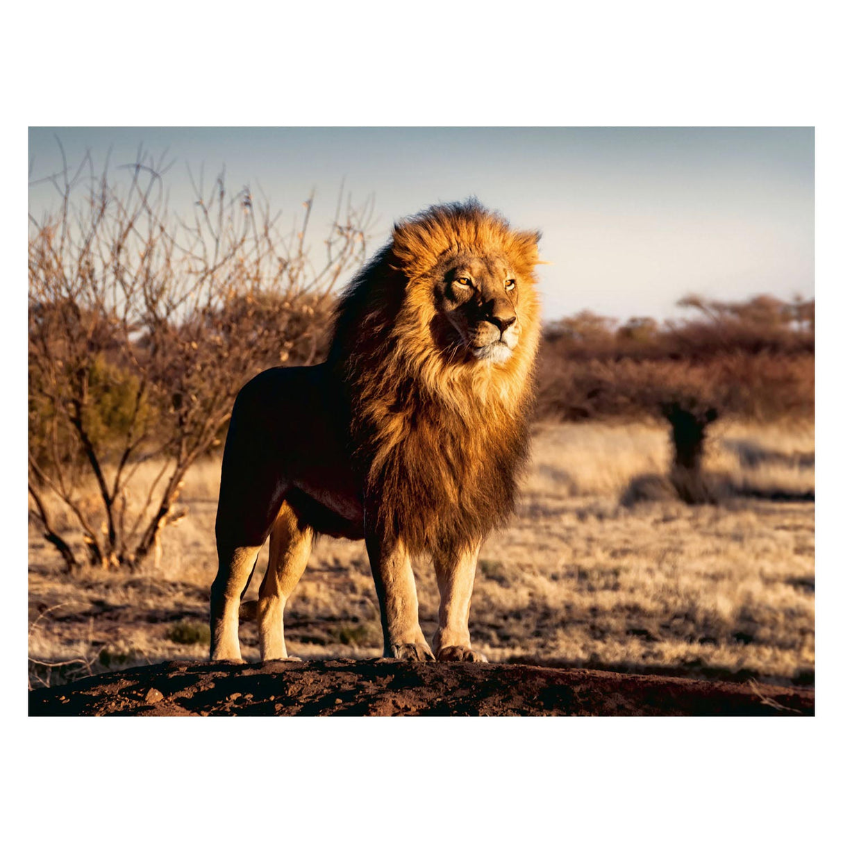 Ravensburger de Leeuw the king of the animals jigsaw puzzle, 1500st.