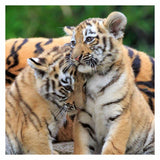 Ravensburger Puzzle Panda, Tiger und Löwe, 3x49tlg.