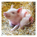 Ravensburger - Farm Animals Line Puzzle 2x12 bitar