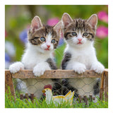 Ravensburger jigsaw puzzle young kittens, 3x49st.