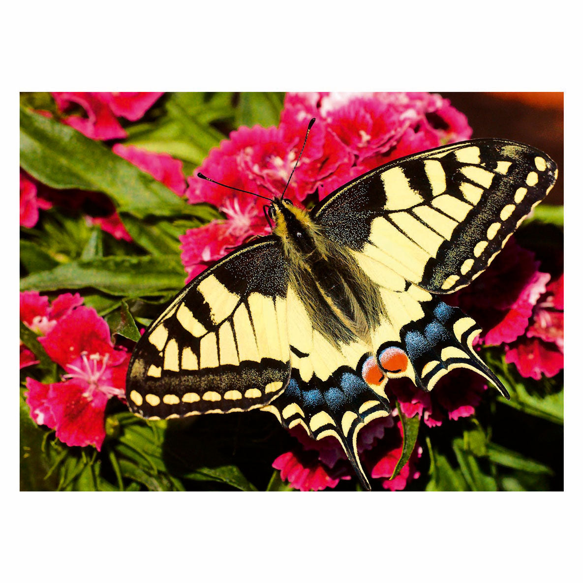 Ravensburger-Schmetterling