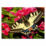 Ravensburger-Schmetterling