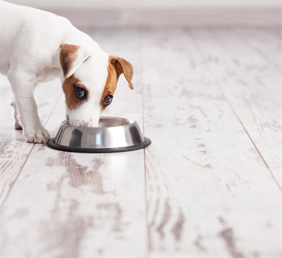 Happy Pet Feeding Bucket Anti -Lip Spaniel