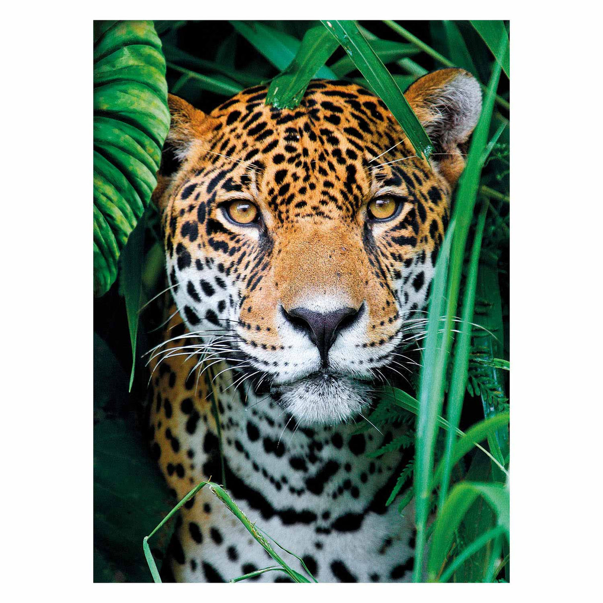 Clementoni Puzzle Jaguar im Dschungel, 500st.