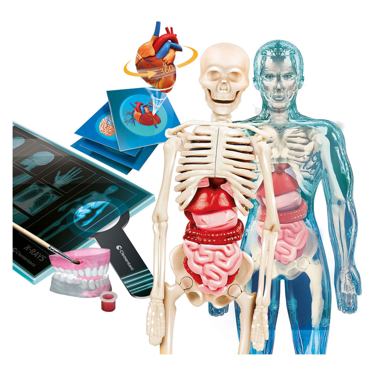 Clementoni Wissenschaftsspiel – Superanatomie – Der menschliche Körper – Lernspielzeug – ab 8 Jahren