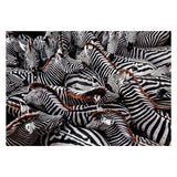 Clementoni Jigsaw Puzzle National Geographics Zebra, 1000st.