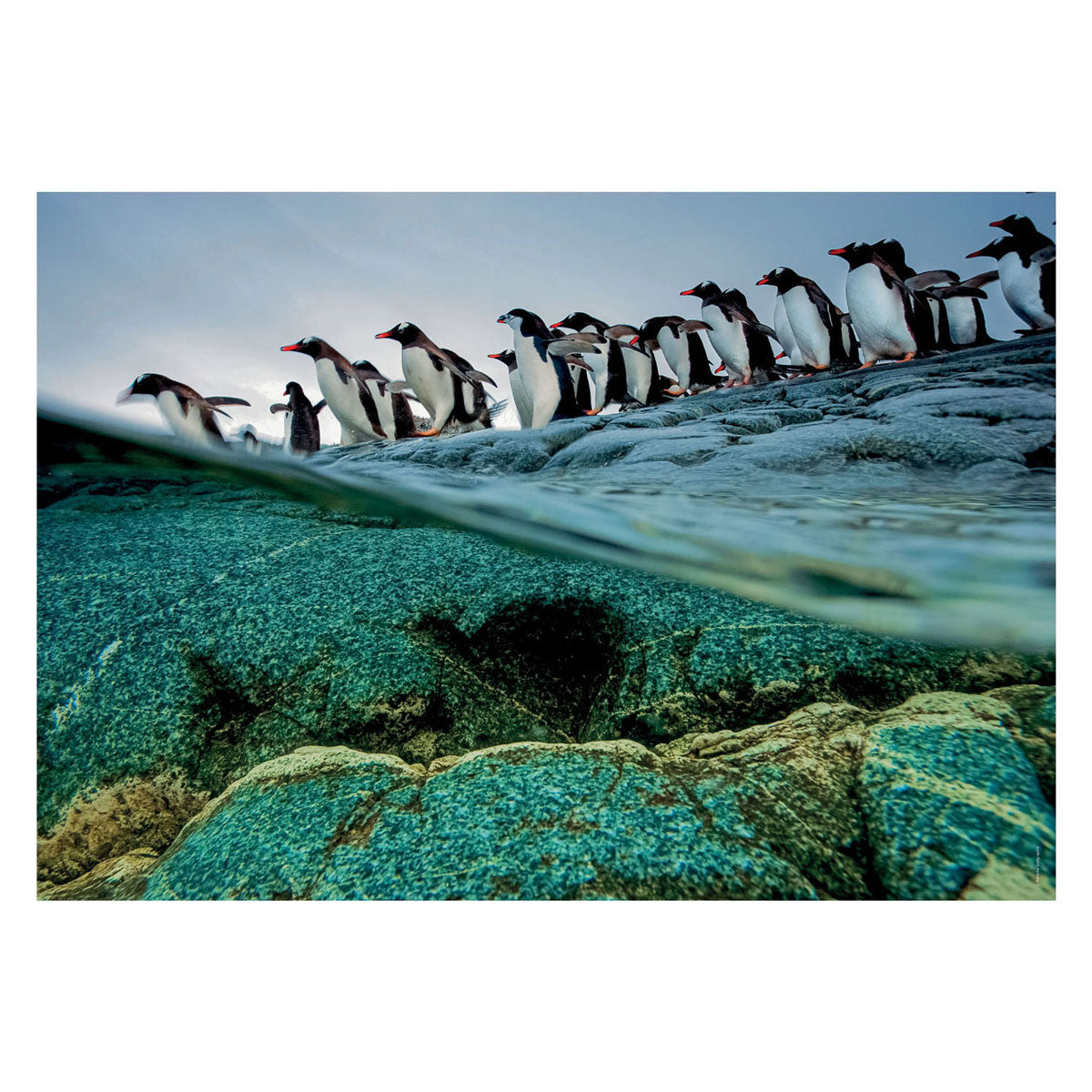 Clementoni Jigsaw Puzzle National Geographics Penguin, 1000st.