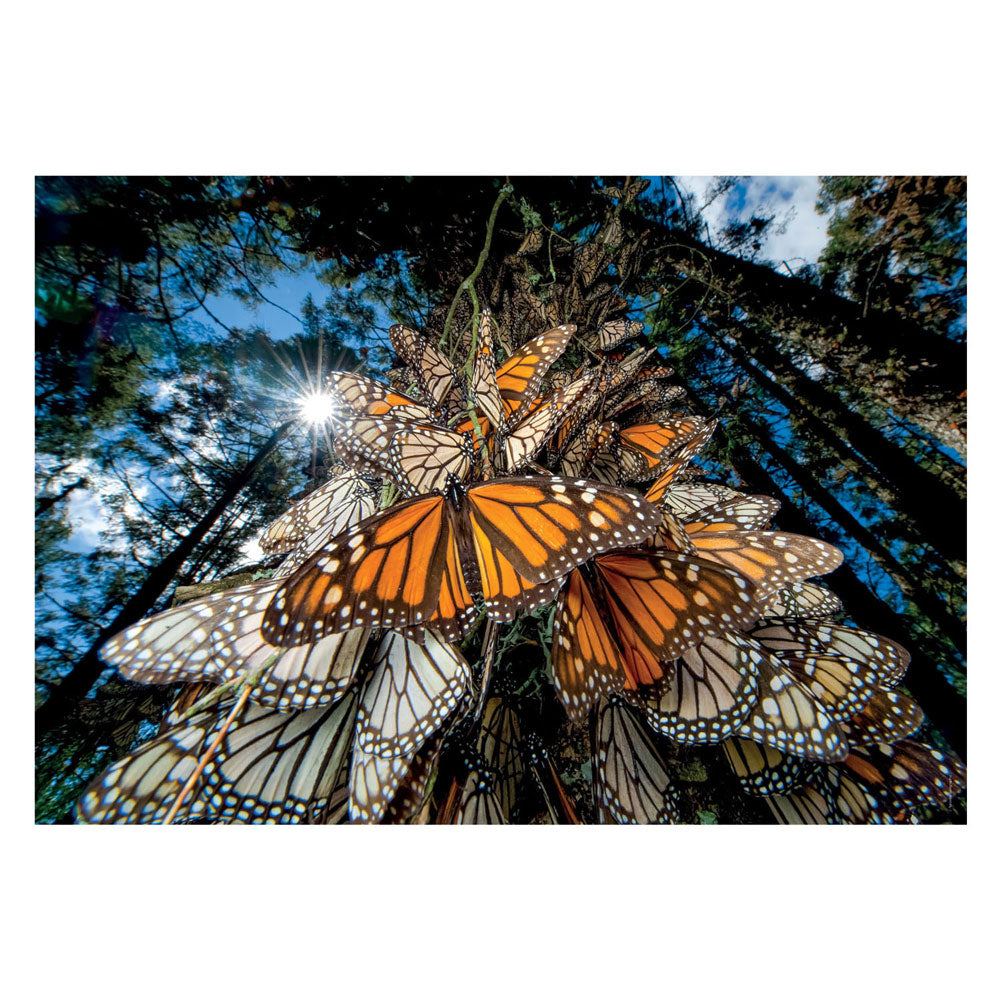 Clementoni Jigsaw Puzzle National Geographics Butterfly, 1000st.