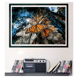 Clementoni Jigsaw Puzzle National Geographics Butterfly, 1000st.