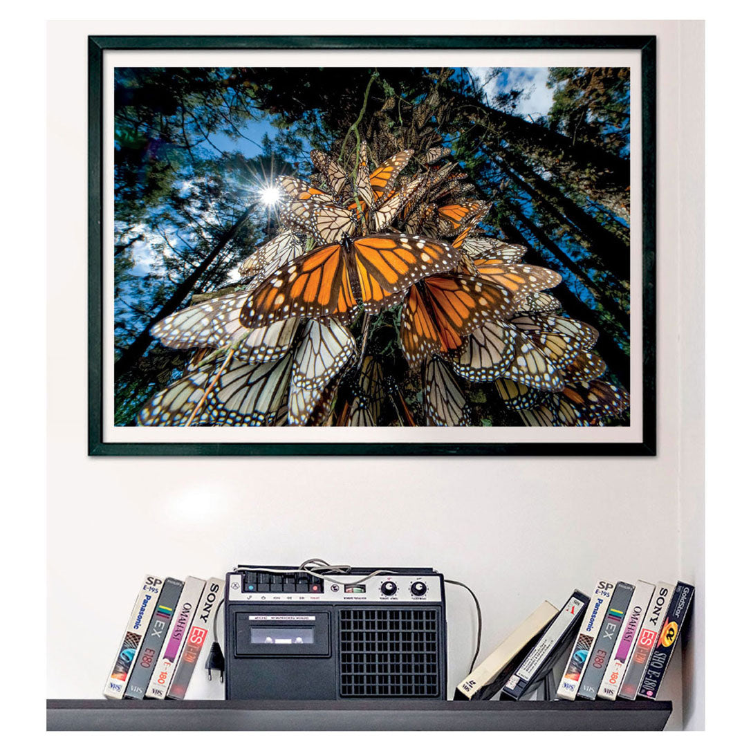 Clementoni jigsaw puzzle National Geographics - Butterfly, 1000st.