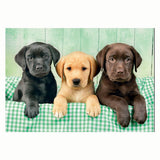 Clementoni Puzzle drei Labore, 1000 Teile.