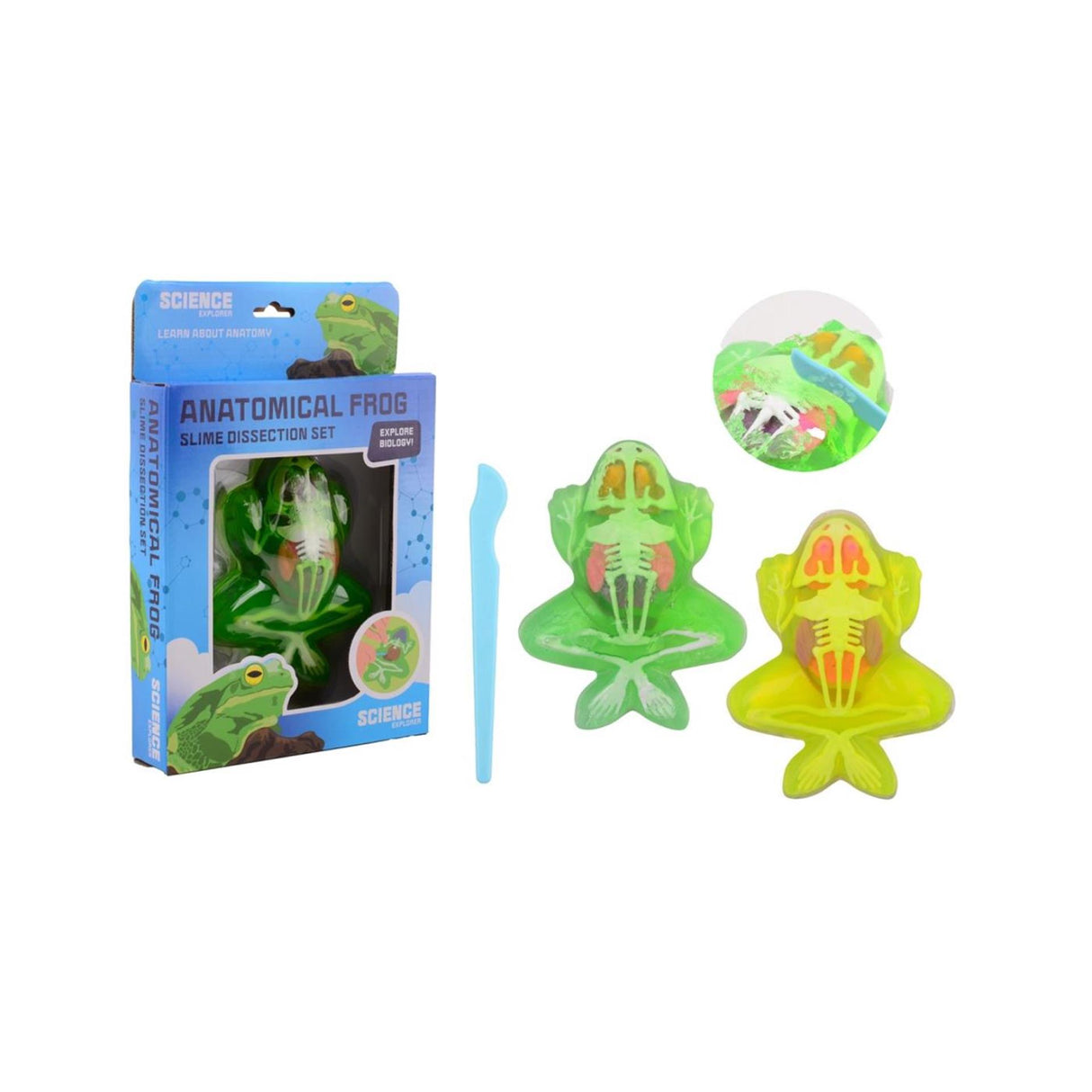 Johntoy Science Explorer Frosch-Anatomie-Schleim