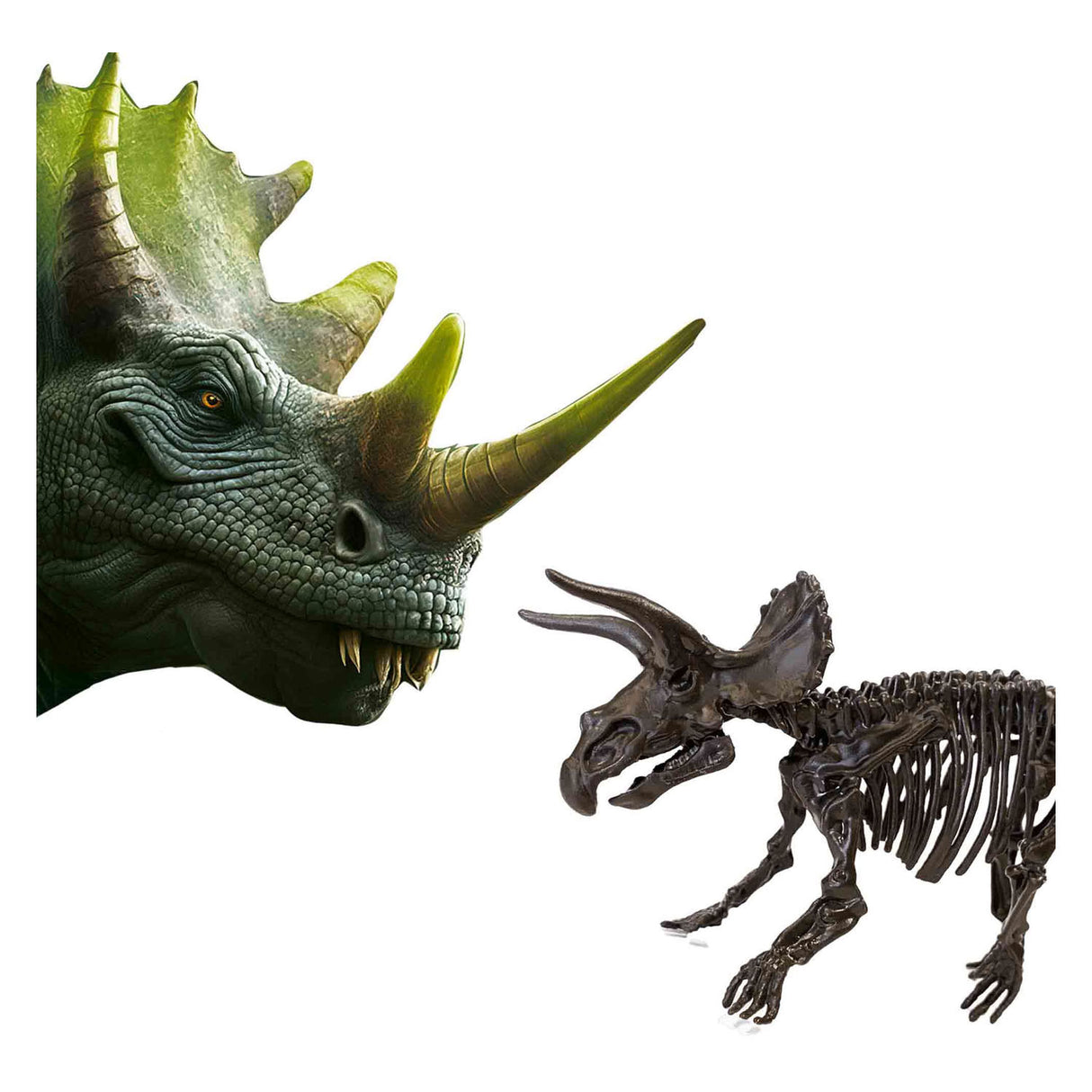 SES Erkunden und Skelett grub 2in1 Triceratops aus