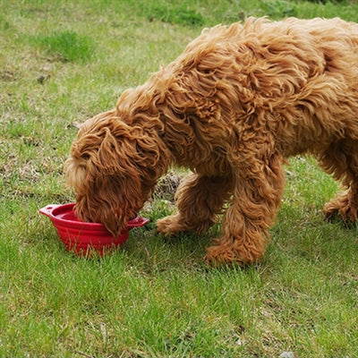 PLOESWOOD PET -ting Drikkebit er sammenleggbar assorti