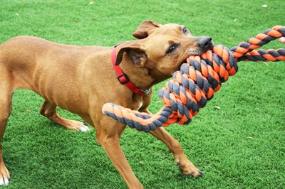 Happy Pet Nuts for Knots Extreme Coil 8 Shape Tugger Grau Orange