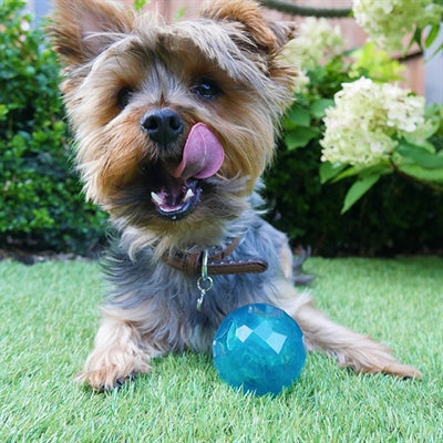 BIOSAFE CUPPY SNACK BALL BLU