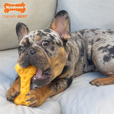 Nylabone Dura Käsekäseknochen