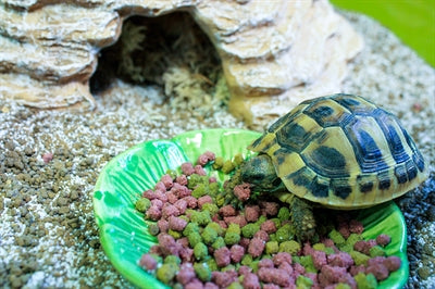 Feliz plato de comida para mascotas hoja verde verde