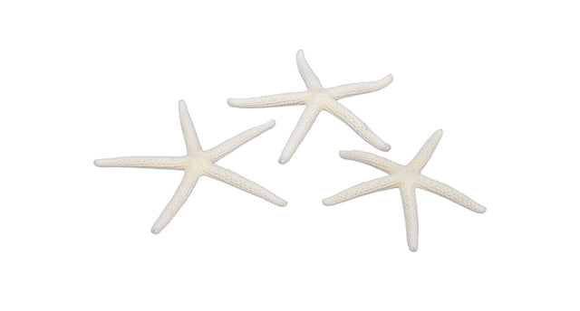Pb. 16 finger starfish natural 7-10 cm