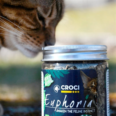 Croci euphoria catięt