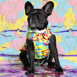 Croci Dog Chaqueta Noticias falsas Fucsia Amarillo Azul Fucsia