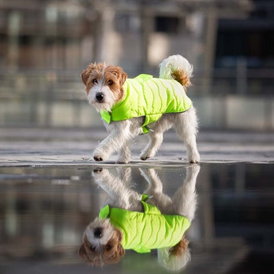 Croci Hundemantel gepolsterte Öko -Blätter gelb recycelt