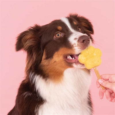SNOOFL ICE MIX für Hunde Apfel
