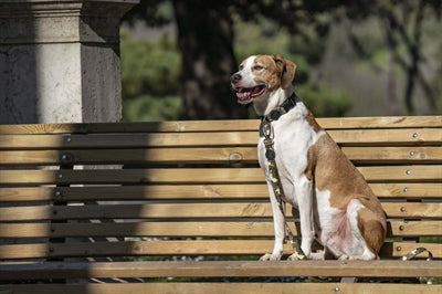 Morso Hond Lahn-Verwäert huet voll Metal Hond Brown