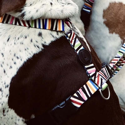 Morso Hundegeschirr, H-Geschirr, recycelter Spaghetti-Vorfall