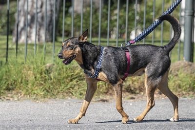 Morso Dog Belt Justerbar genanvendt strømstrøm sort sort