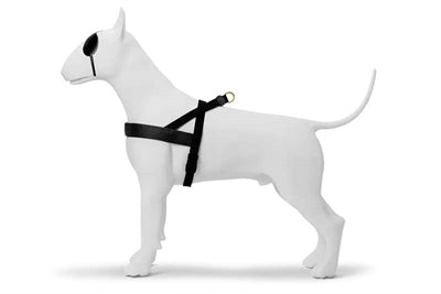 Morso norwegisches Hundegeschirr aus recyceltem Gold, Kaviargold