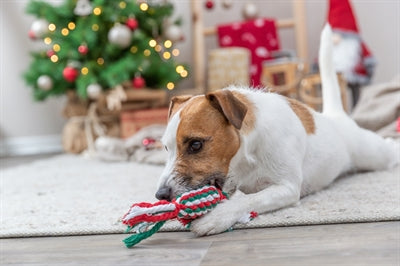 Trixie Noël Fostouw Bonbon