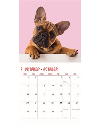 Calendario Frenchies Studio 2025