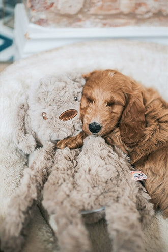 Mein Hund Hundeplüsch braun