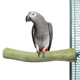 Zurück Zoo Natur Java Barsch