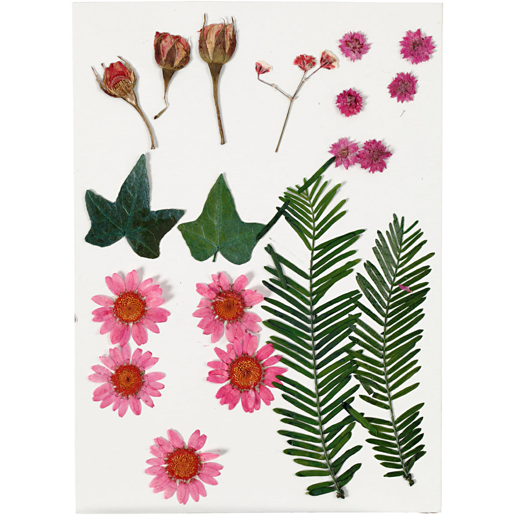 Creativ Company Trockenblumen und Blätter hellrot, 19 Stk.