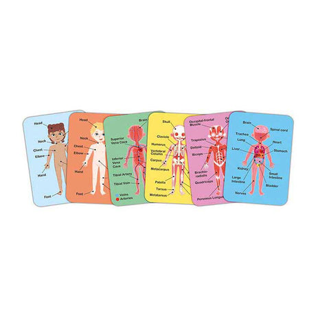 Hape Magnetpuzzle „Menschlicher Körper“ – 63 Teile.