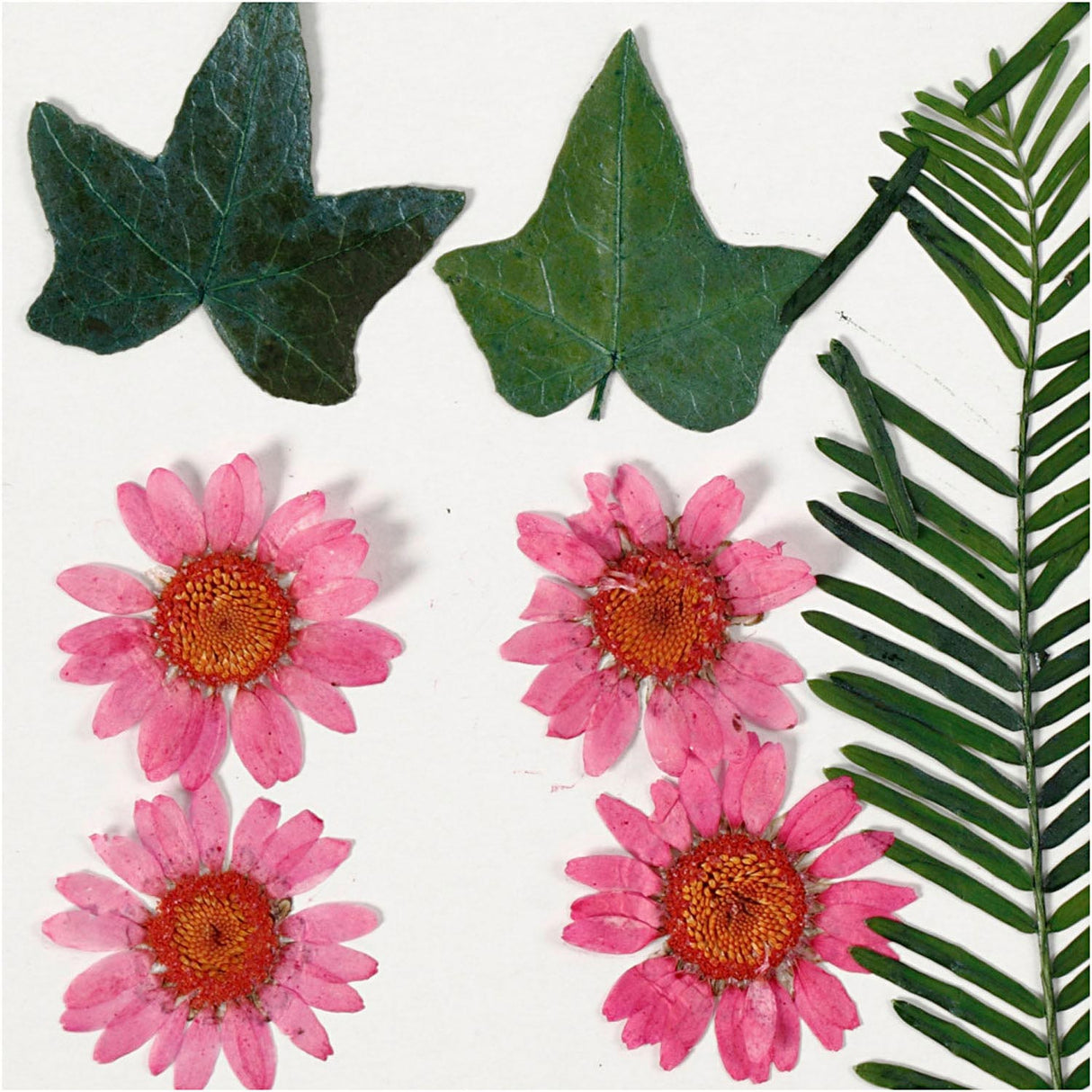 Kreativunternehmen https: www.cchobby.nl dry-flowers-and-leaves-ca-19-piece-lightred-1-box
