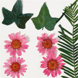 Kreativunternehmen https: www.cchobby.nl dry-flowers-and-leaves-ca-19-piece-lightred-1-box