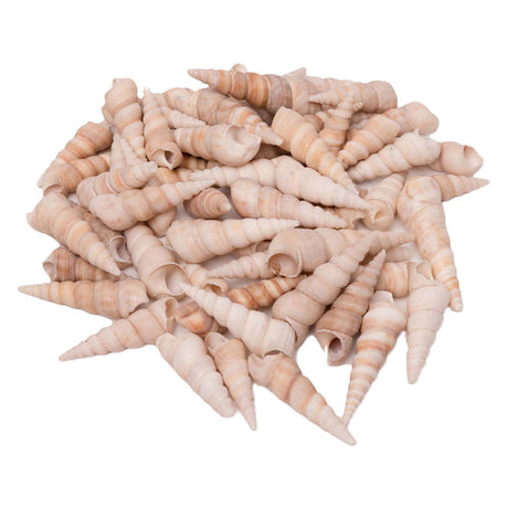 Färbungen - Muscheln Turritella, 550g
