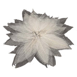 Magnolienblattskelette, 50 Stk.