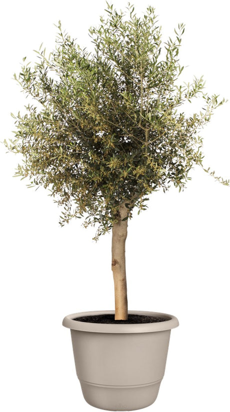 Elho amiga rond 55 - grote bloempot voor binnen buiten - 100% gerecycled plastic - ø 55 x h 41.3 cm - paddenstoel beige