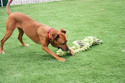 Happy Pet Schleppseil in King-Size-Größe