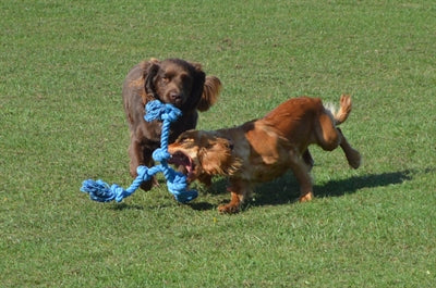 Happy Pet Flossin Fun 3 Knoten