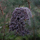 Buteo Photo Gear Hybrid Camoufagenet Natural Green 1,5x3 m