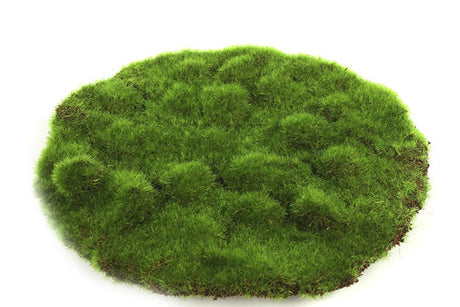 Countryfield deco mosschijf marchantiophyta