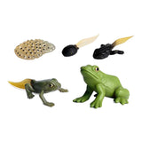 CycPlus Life Cycle Frog Frog Igring Set